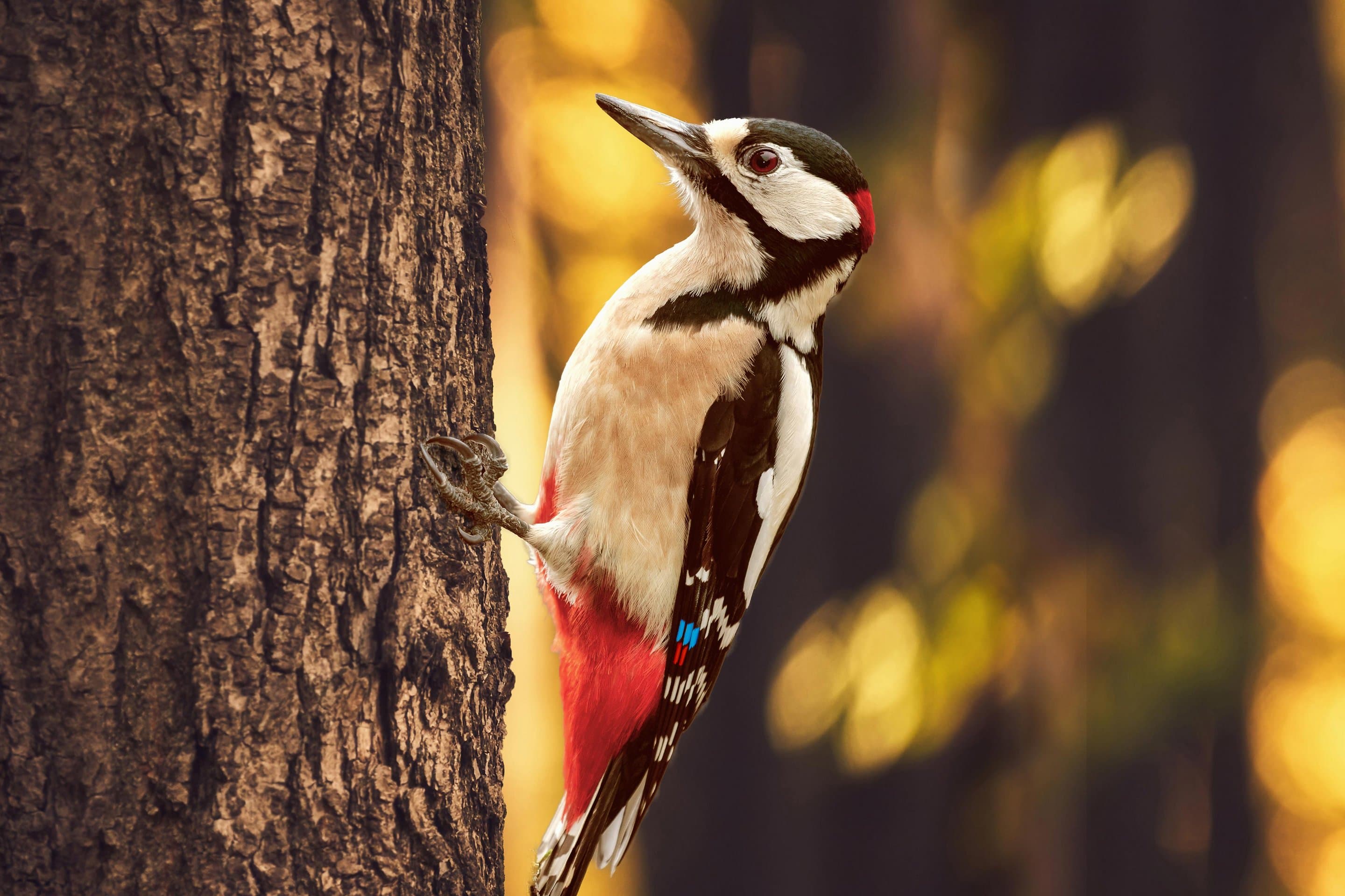 Ein Buntspecht sitzt an einem Baum. Symbolbild für Aktion Net(t)Aufforsten