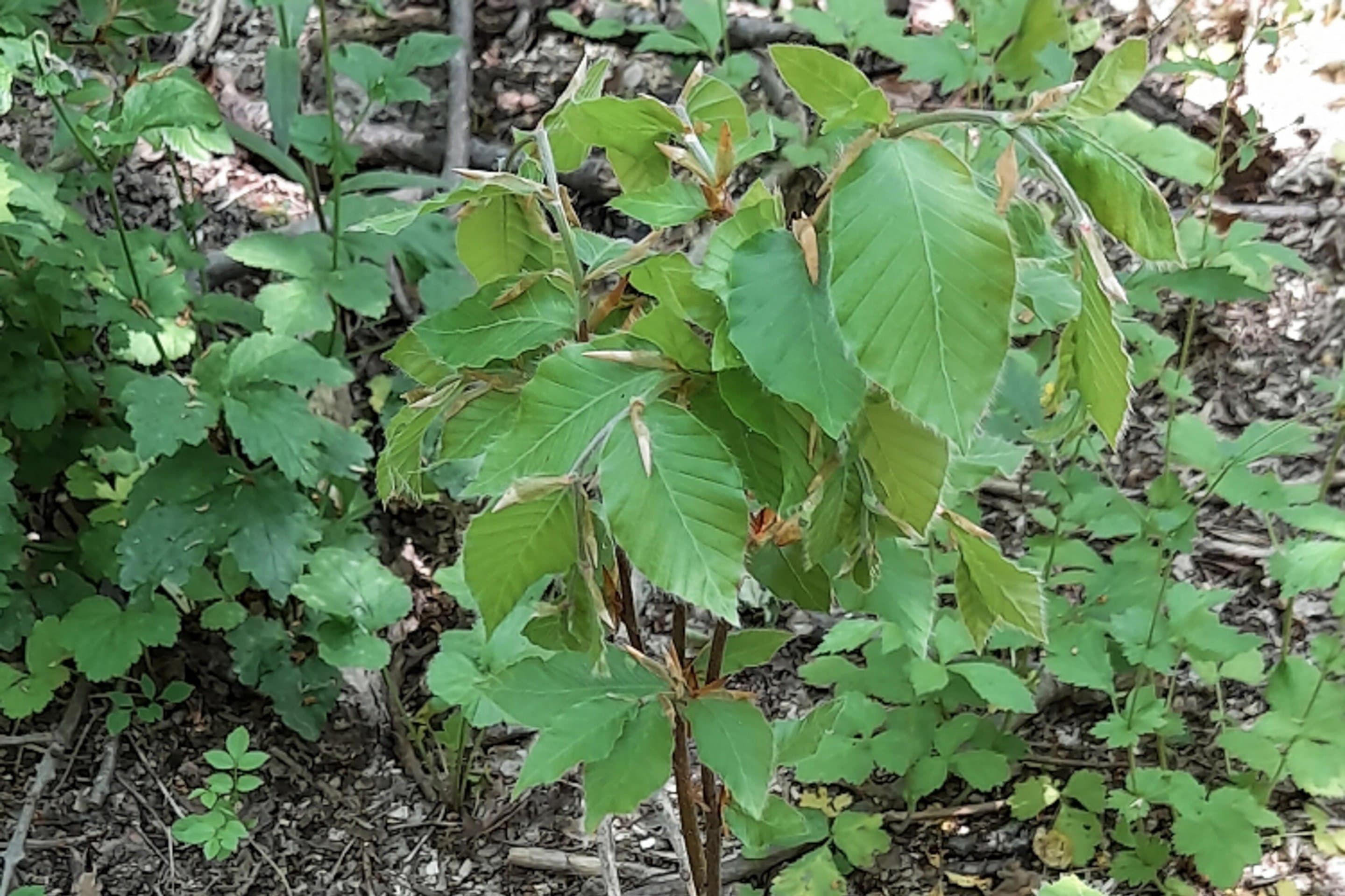 Ein Buchensetzling Symbolbild für Net(t)Aufforsten in Alsdorf.