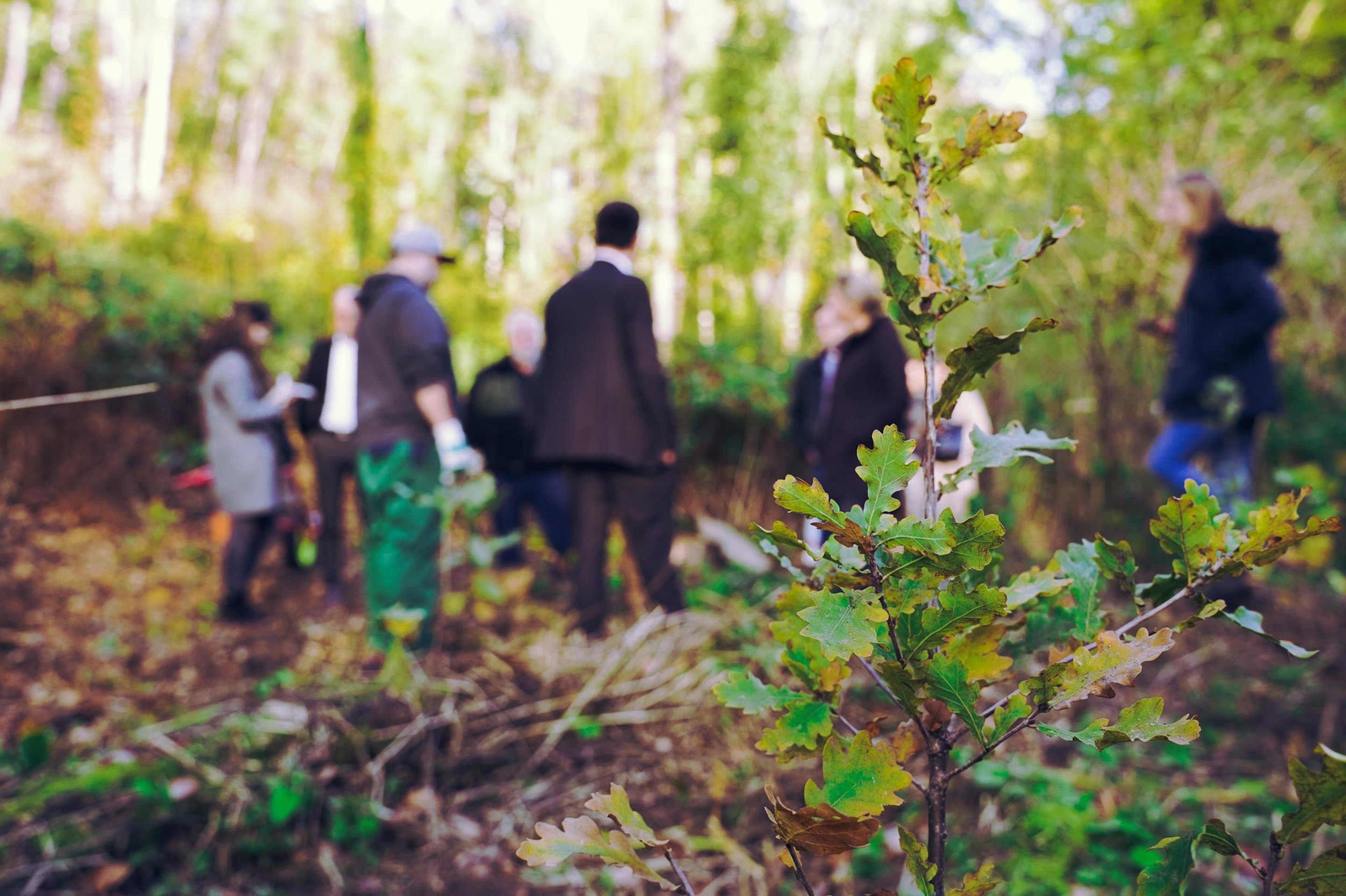 Im Vordergrund ein Eichensetzling. Symbolbild für die Aktion Net(t)Aufforsten in Herzogenrath.