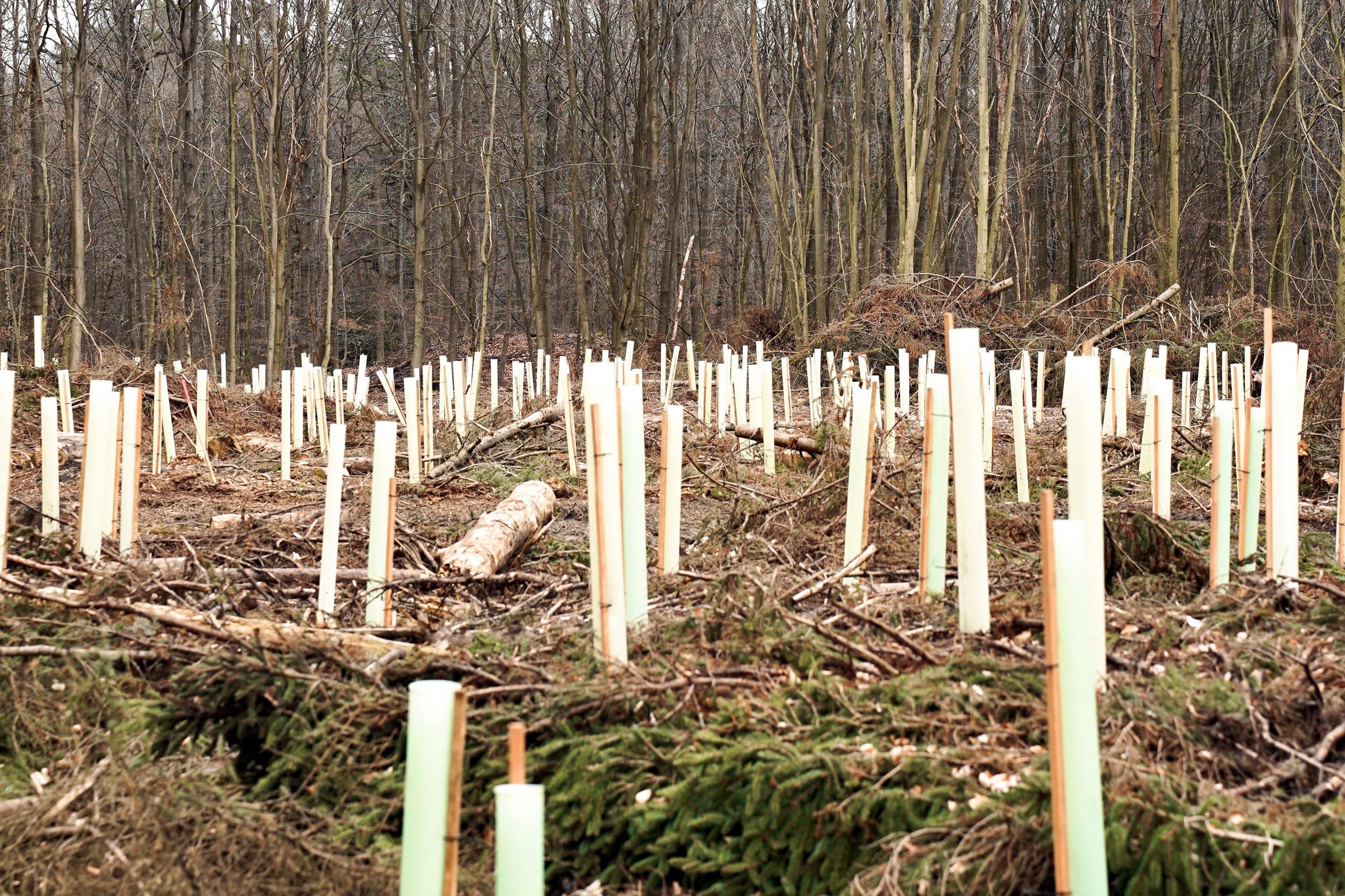 Baumsetzlinge im Wald Symbolbild für Net(t)Aufforsten in Eschweiler.