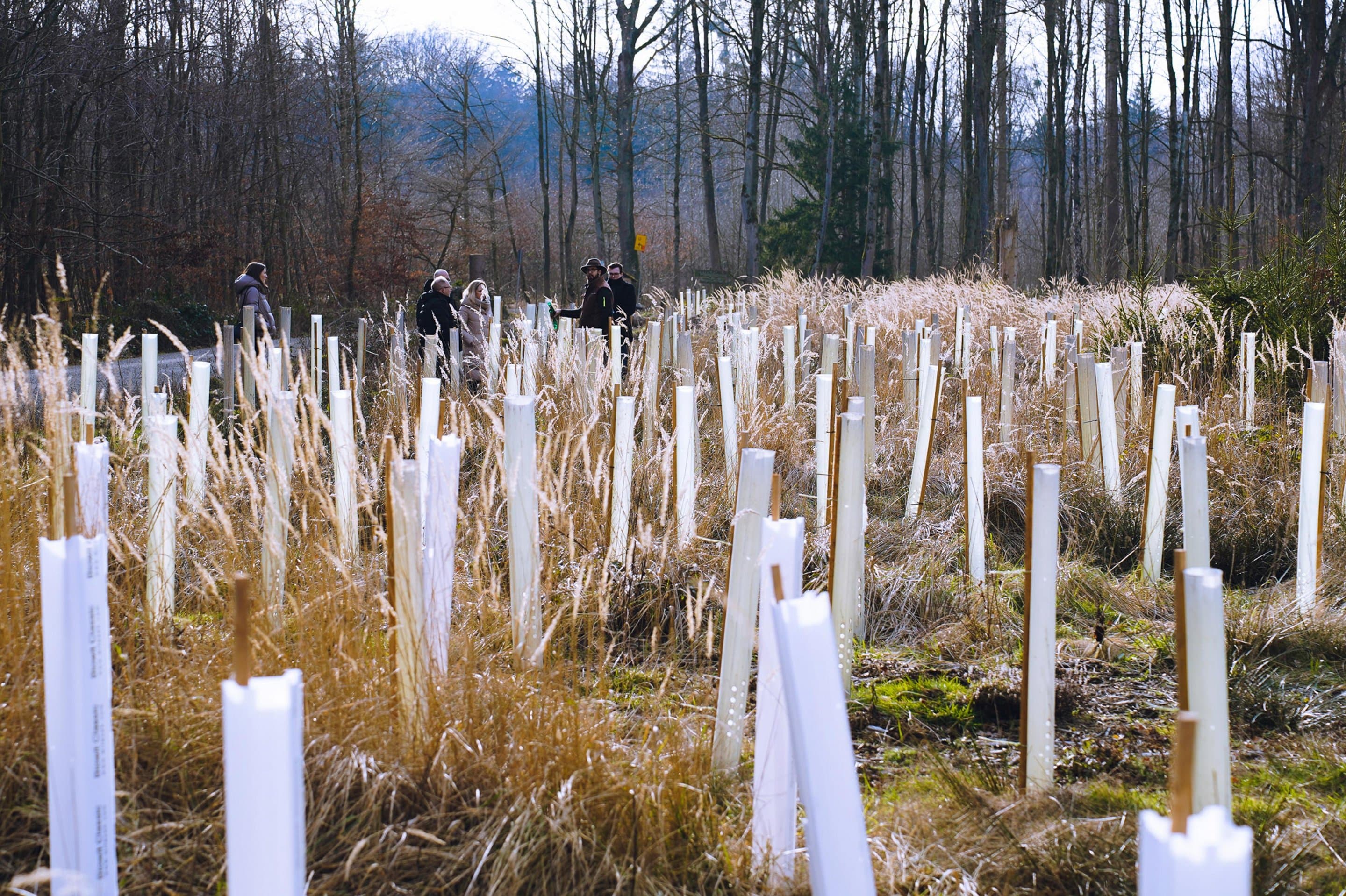 Baumsetzlinge Symbolbild für Net(t)Aufforsten in Würselen.