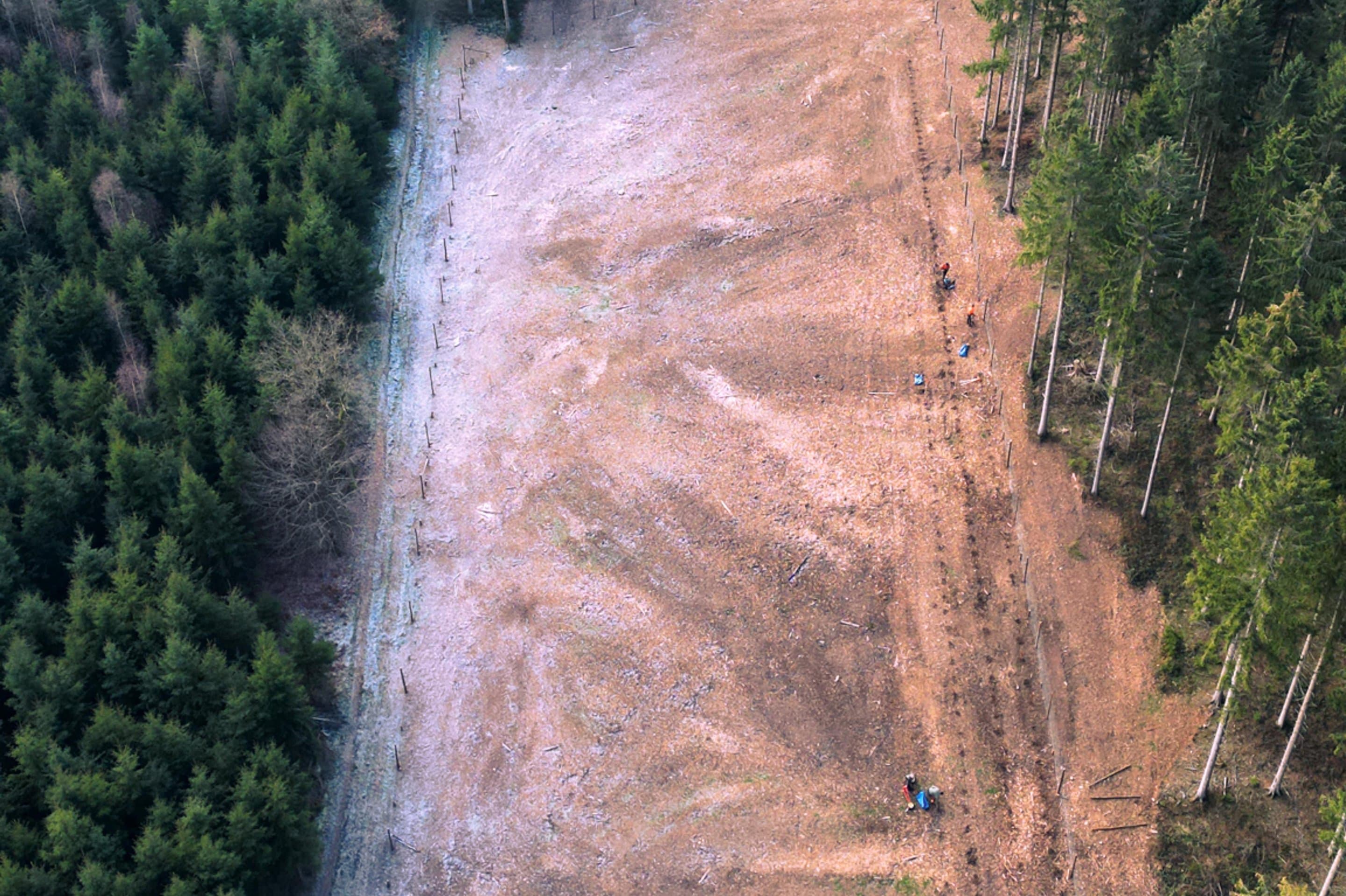 Aufforsten im Waldgebiet Symbolbild für die Aktion Net(t)Aufforsten in Stolber.